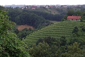 Виноградник в Словении